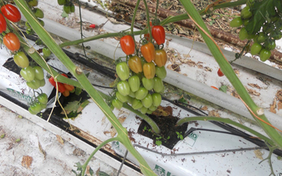 Fruitpaleis - Fruit & groenten